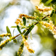 Image for article titled Morning Might Be the Best Time to Avoid Pollen, Study Finds